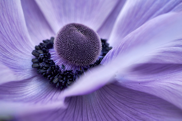 purple anemone