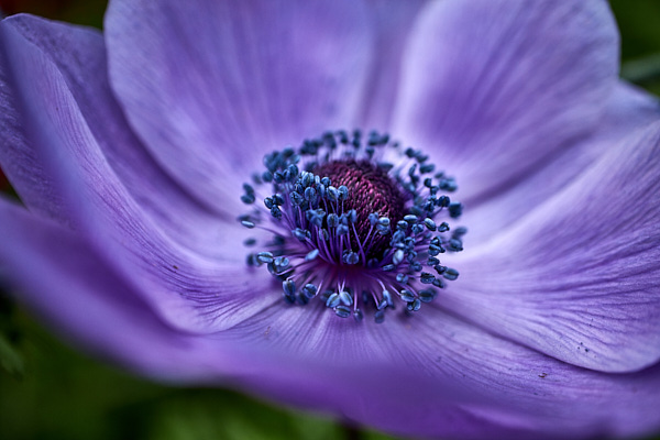 purple anemone